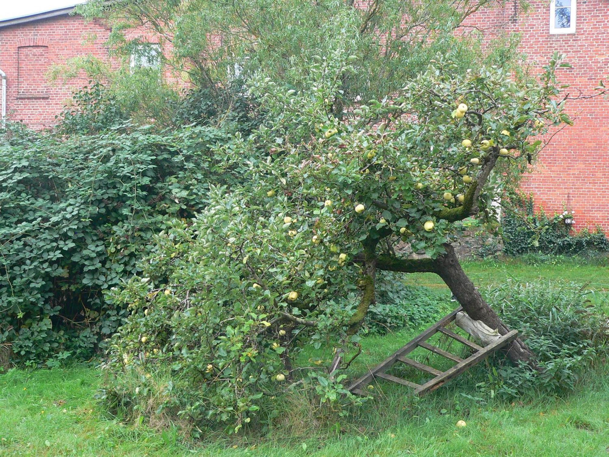 SehlenAlte Baeckerei Gnade Auf Ruegen公寓 外观 照片